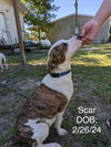 adoptable Dog in  named Scar