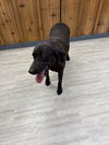 adoptable Dog in  named Tank