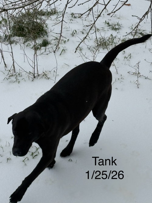 Tank, photo 5