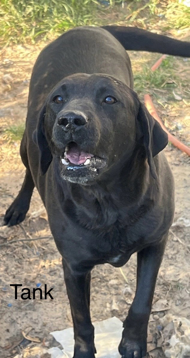 Tank