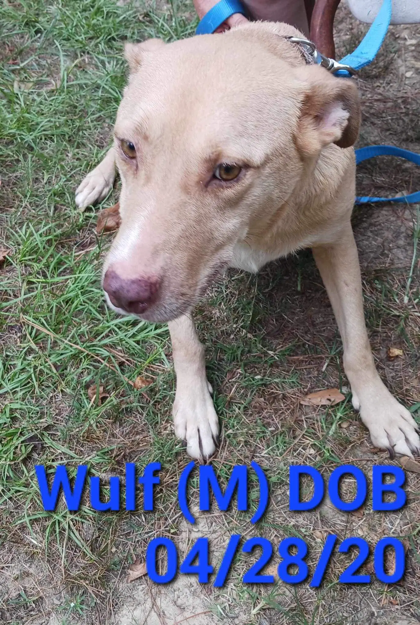 Wulf image 2