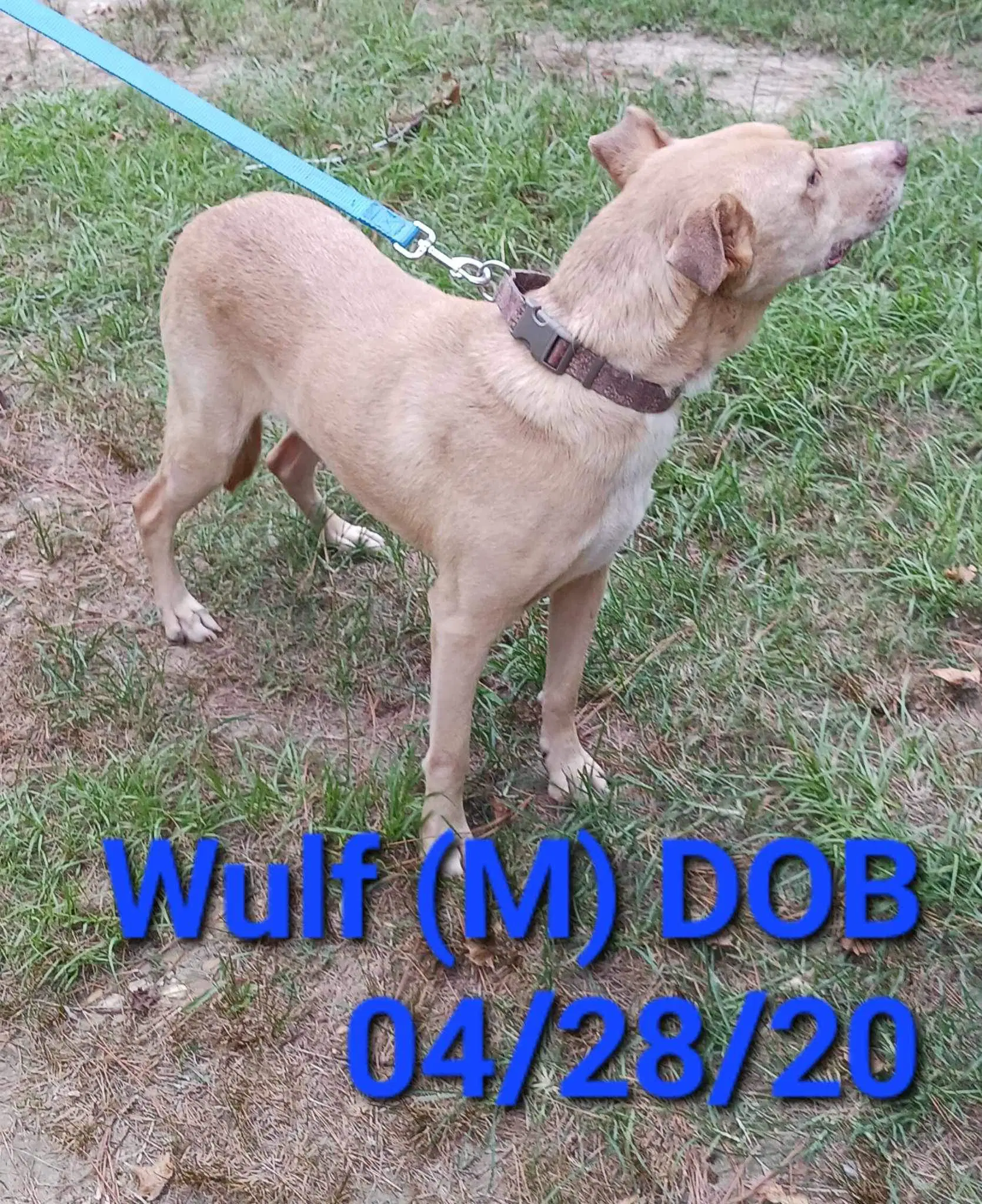 Wulf image 3