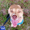 adoptable Dog in , LA named Wulf