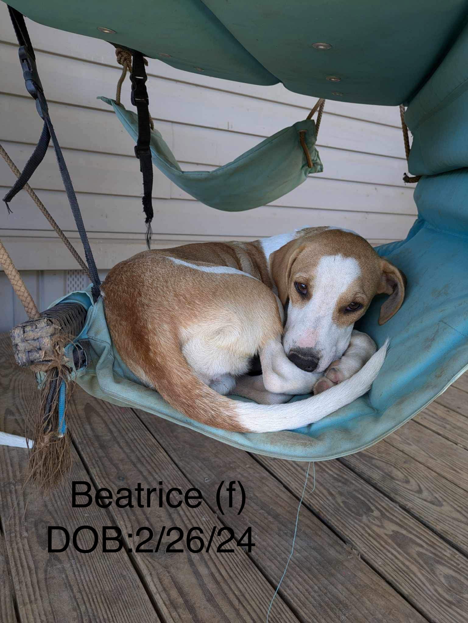 adoptable Dog in Farmerville, LA named Beatrice