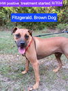 adoptable Dog in , LA named Fitzgerald