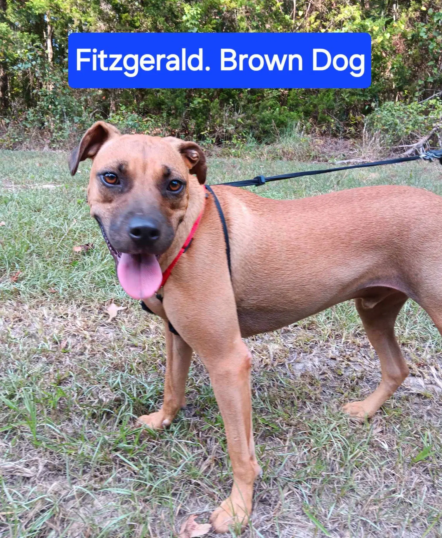 Fitzgerald - Unknown