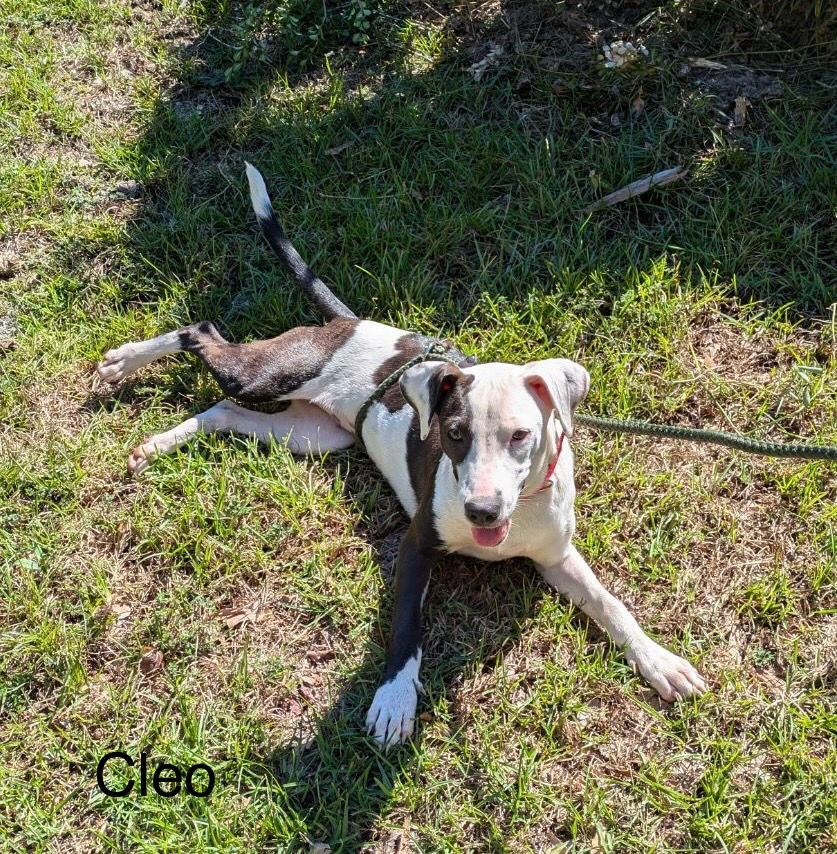 adoptable Dog in Farmerville, LA named Cleo