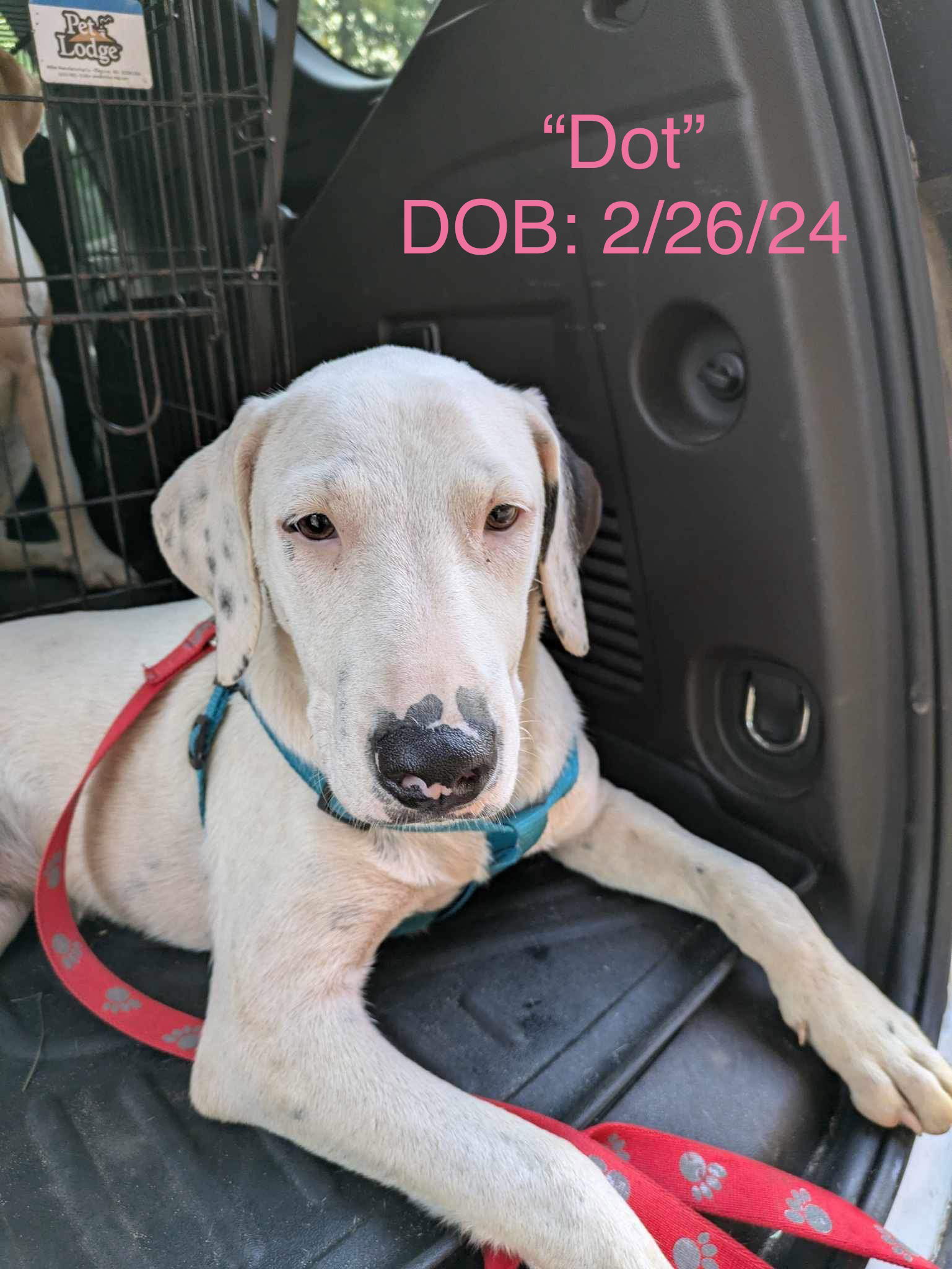 adoptable Dog in Farmerville, LA named Dot