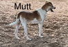 Mutt