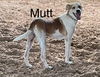 Mutt