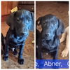 Abner
