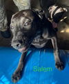 adoptable Dog in farmerville, LA named Salem