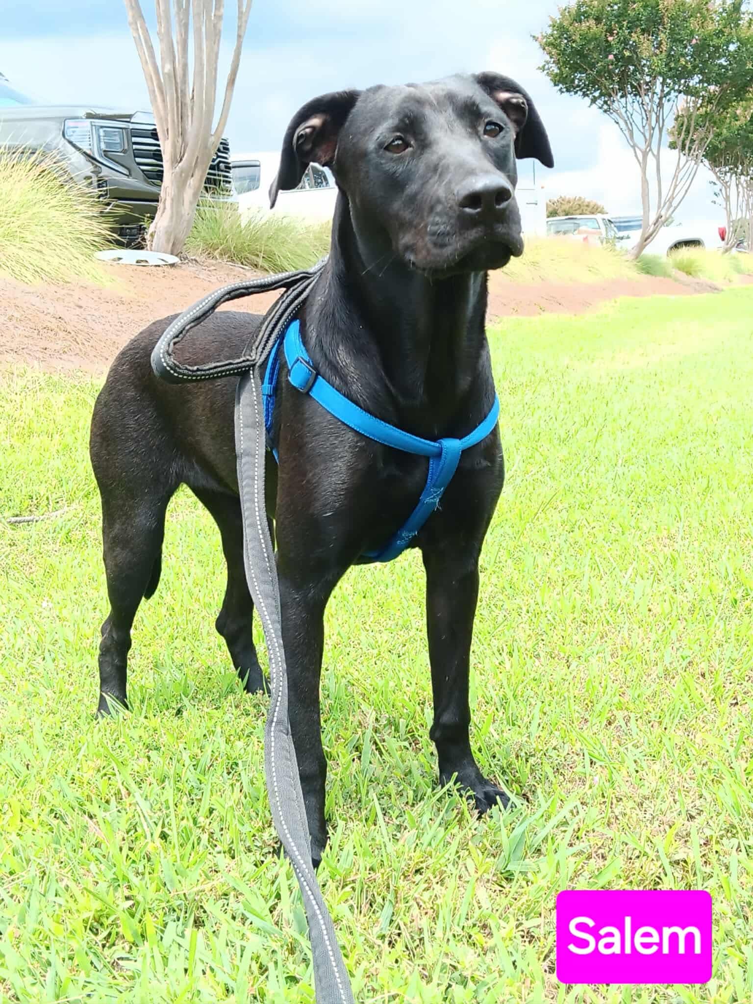 Salem - Pit Bull Terrier