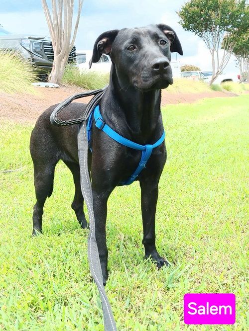 SALEM - Pit Bull Terrier available for adoption