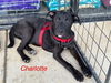adoptable Dog in  named Charlotte
