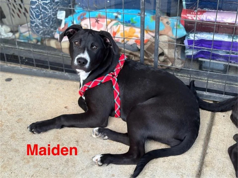 Maiden