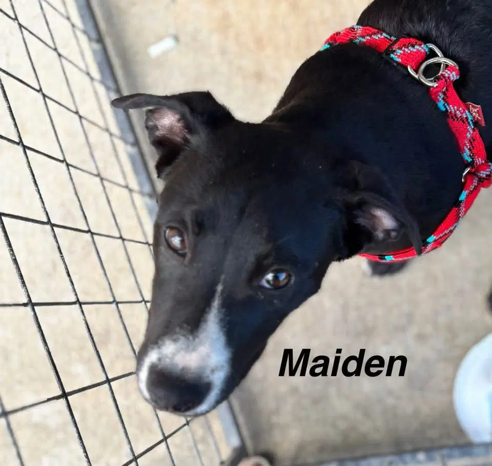 Maiden image 2