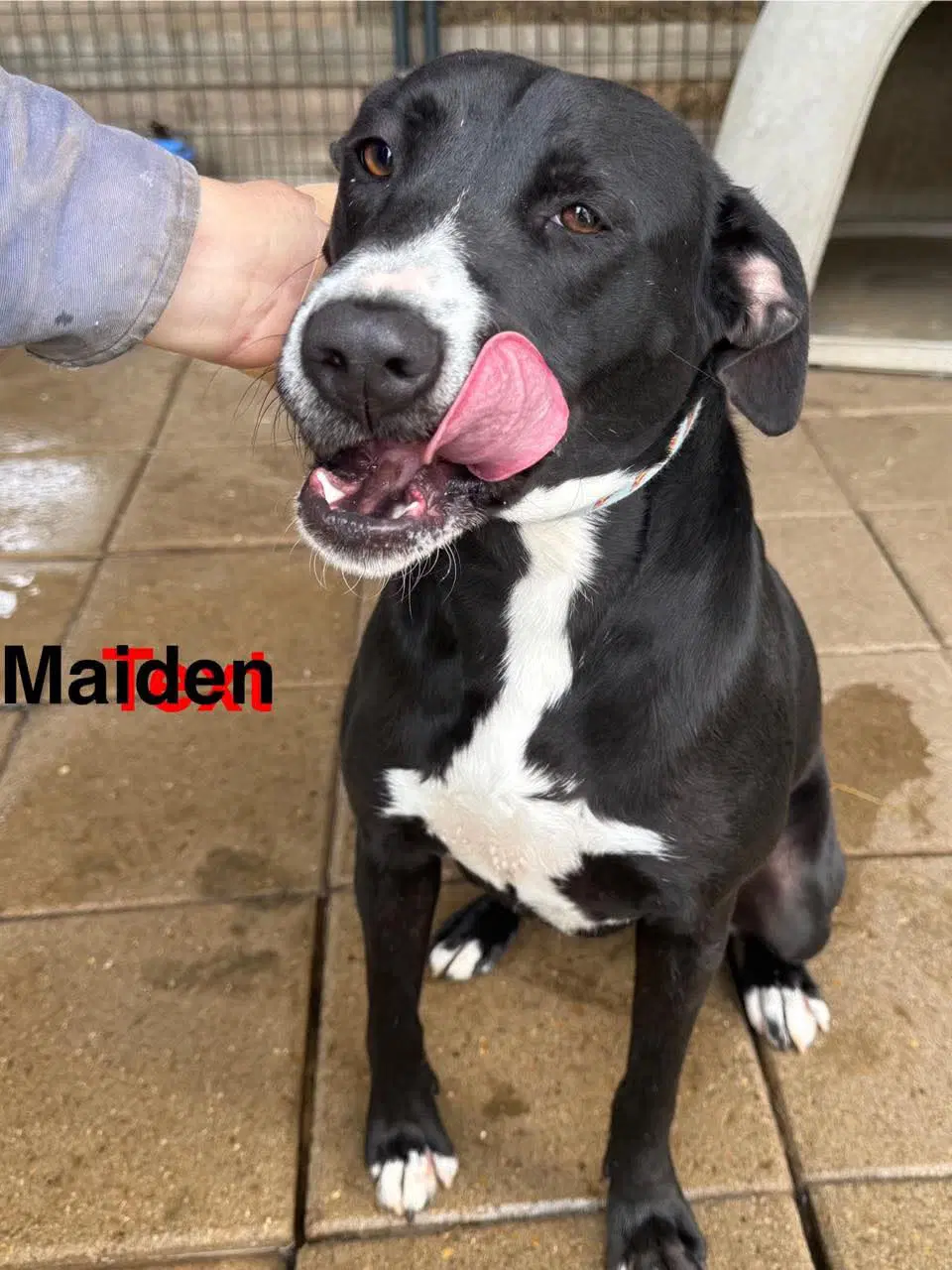 Maiden image 3