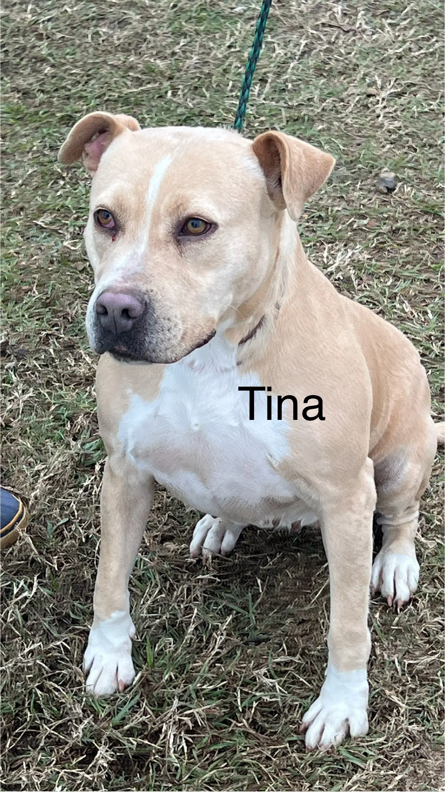 Tina - Pit Bull Terrier