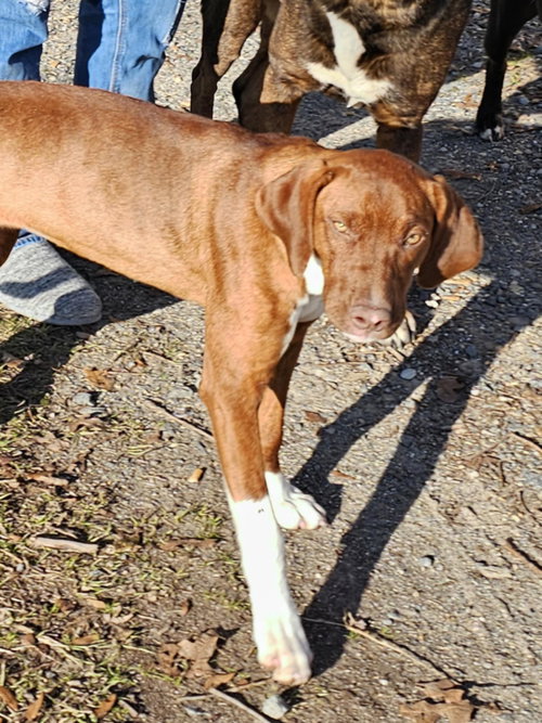 RUBY - Unknown available for adoption