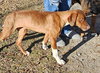 Ruby - Photo 2