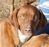 Ruby - Photo 3