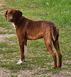 Ruby - Photo 4