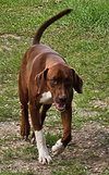 Ruby - Photo 5