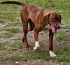 Ruby - Photo 6