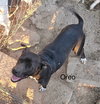 Oreo - Photo 4