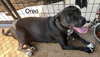 Oreo - Photo 5