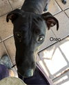 Oreo - Photo 6