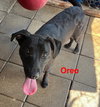 Oreo - Photo 7