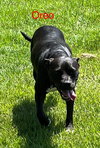 Oreo - Photo 8