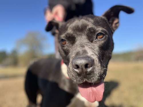 OREO - American Pit Bull Terrier available for adoption