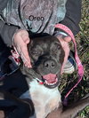 Oreo - Photo 2
