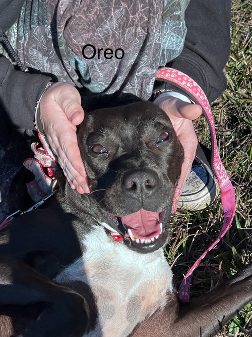 OREO - American Pit Bull Terrier available for adoption