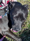 Oreo - Photo 3