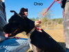 Oreo - Photo 9