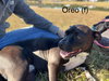 Oreo - Photo 10