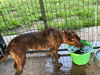 adoptable Dog in farmerville, LA named Sissy