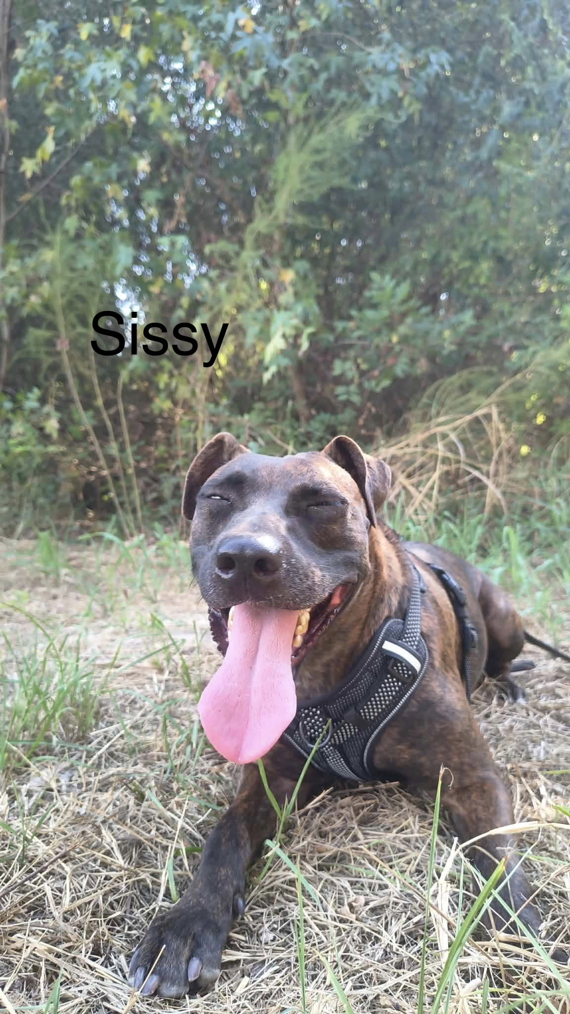 Sissy, photo 2