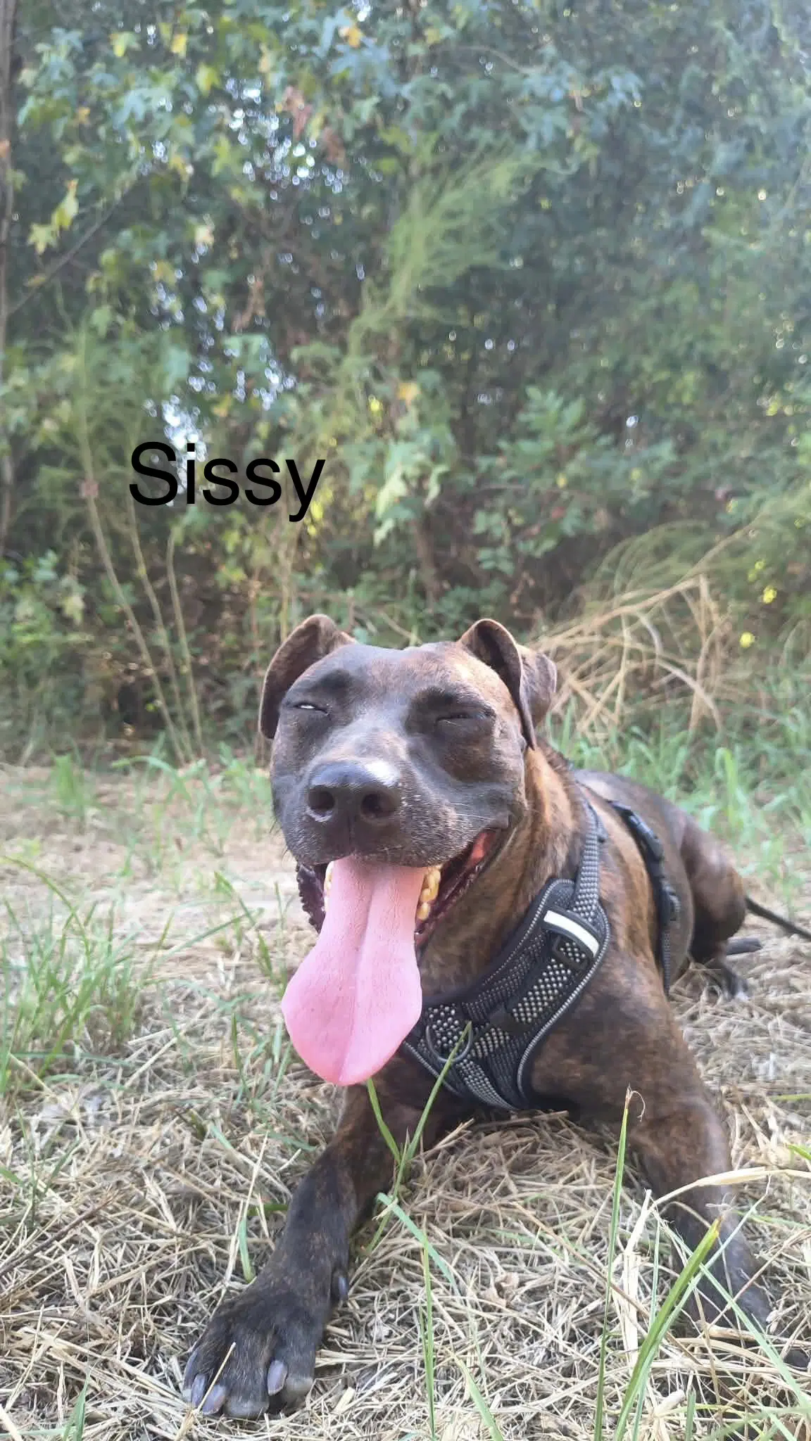 Sissy image 2