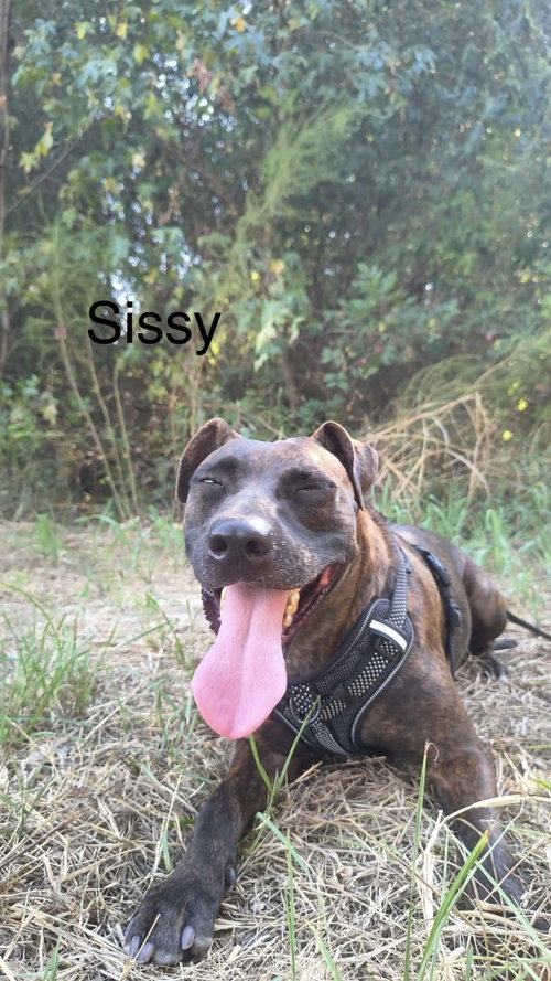 Photo 2 of Sissy