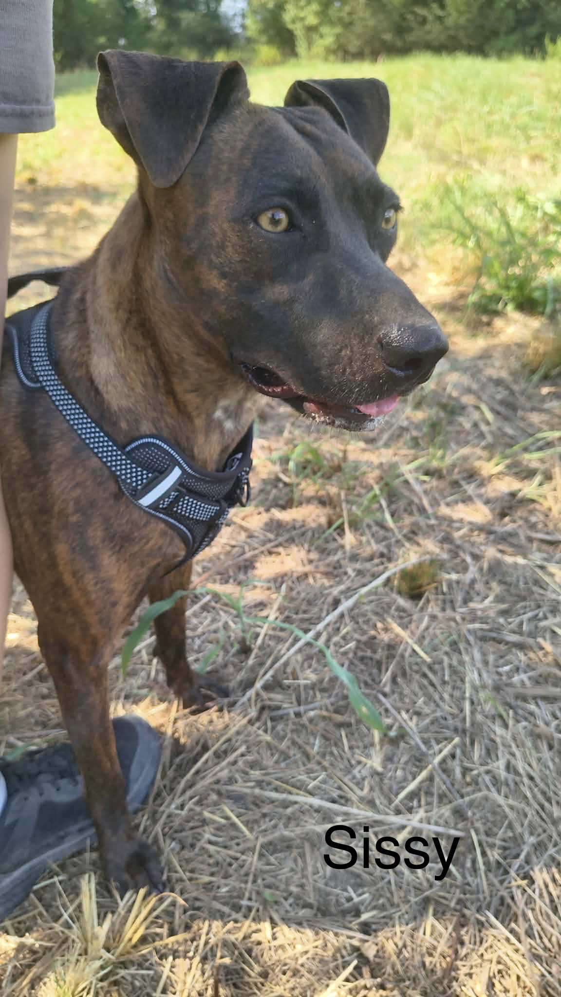 Sissy, Labrador Retriever