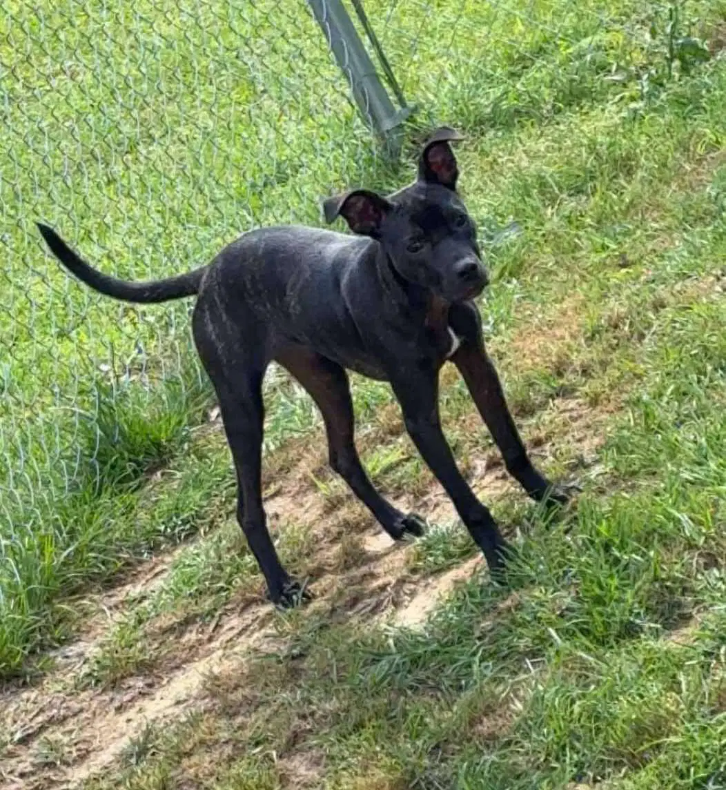 Nora Lea - Terrier