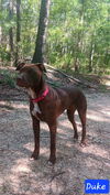 adoptable Dog in , LA named Duke Johnson
