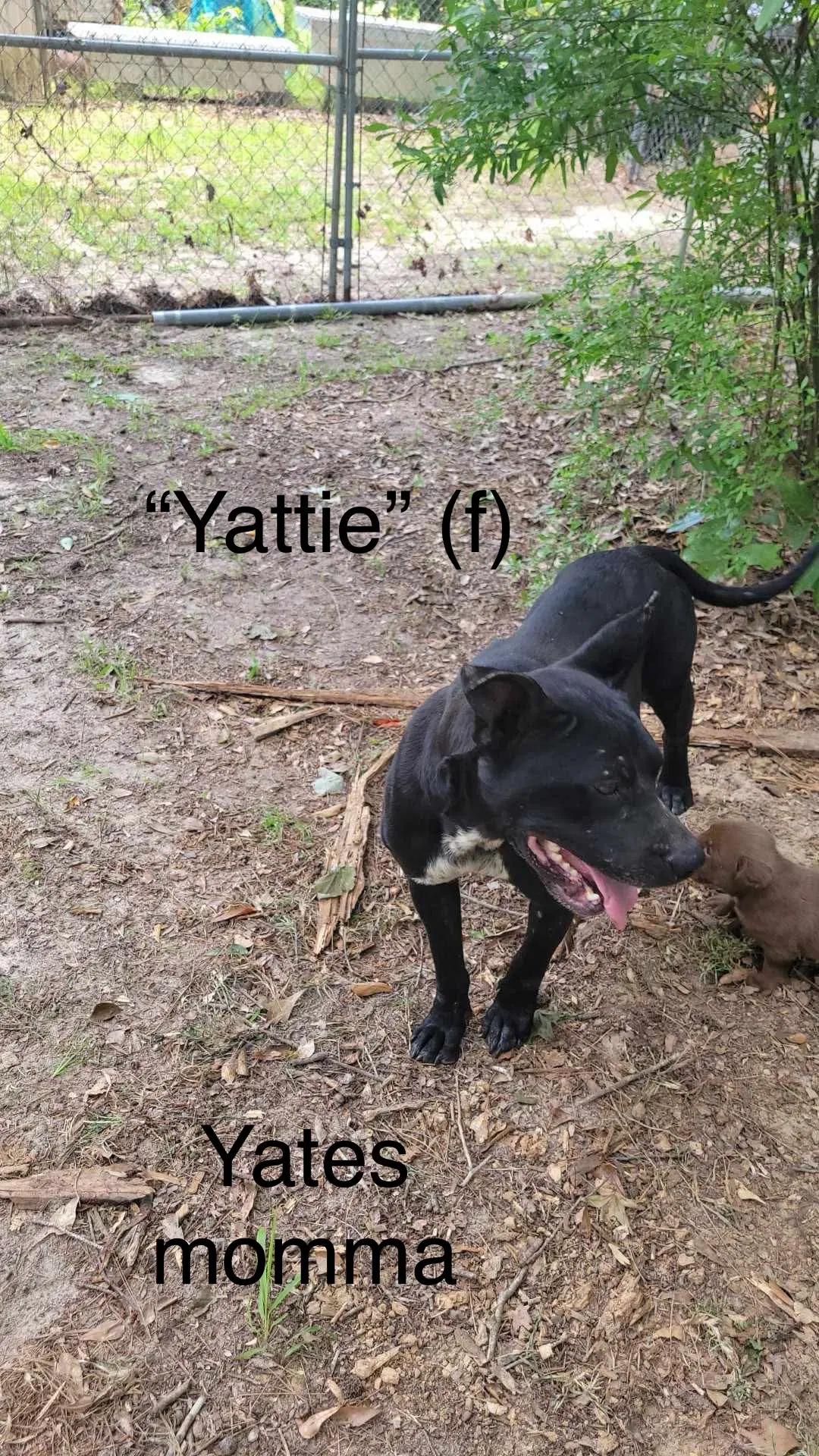 Bella Yates image 2