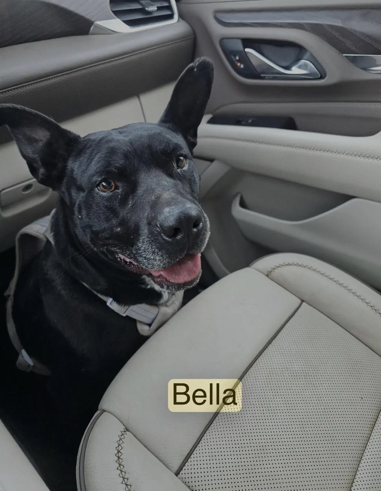Bella Yates - American Pit Bull Terrier