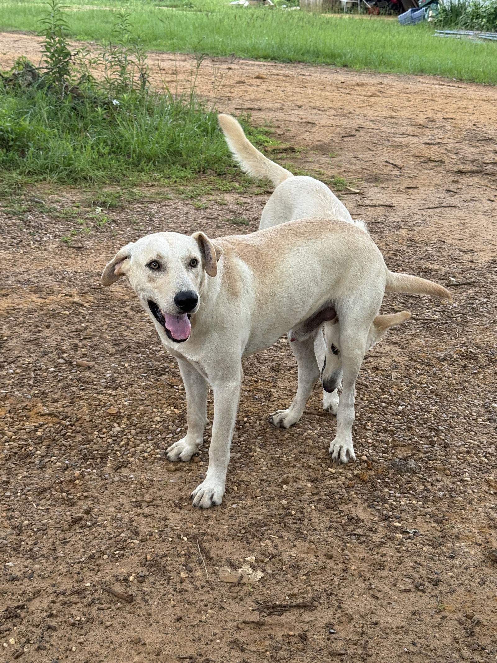 adoptable Dog in Farmerville, LA named Leroy